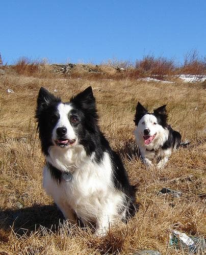 Border Collie