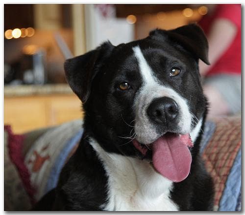 collie