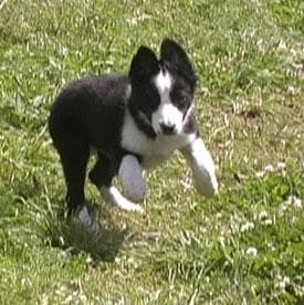 Border Collie