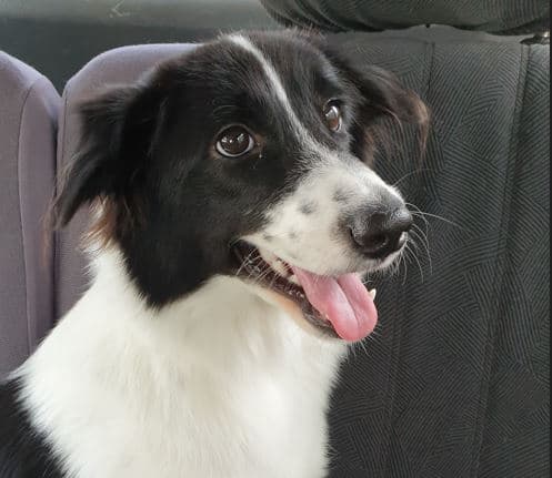 Border Collie
