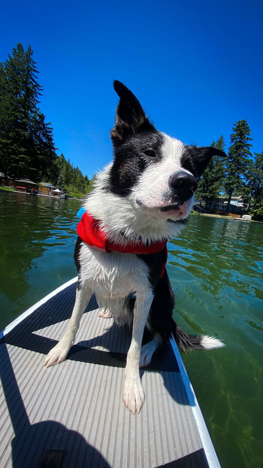 collie