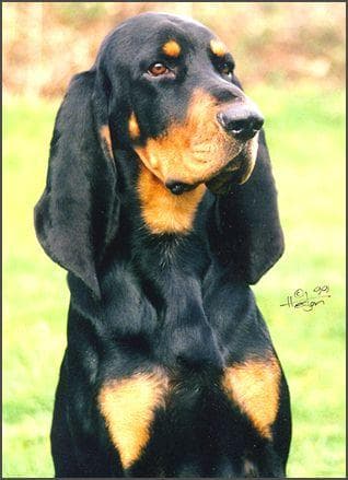 Coonhound
