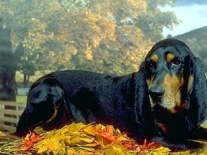Coonhound