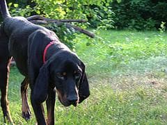 Coonhound