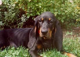 Coonhound