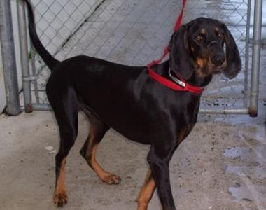 Coonhound