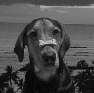 Coonhound