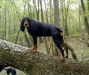 Coonhound