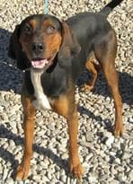 Coonhound
