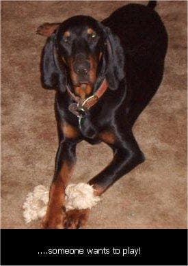 Coonhound