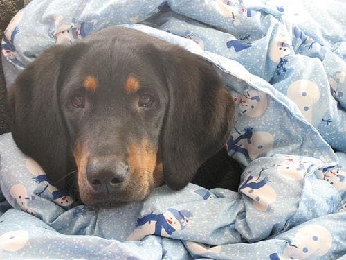 Coonhound