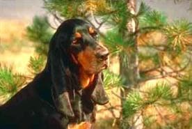 Coonhound