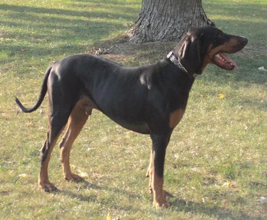Coonhound
