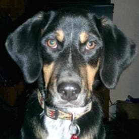 Coonhound