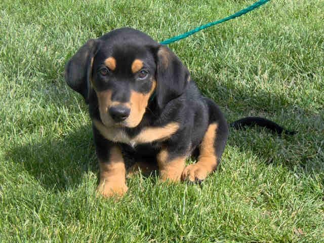 Coonhound
