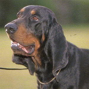 Coonhound