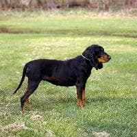 Coonhound