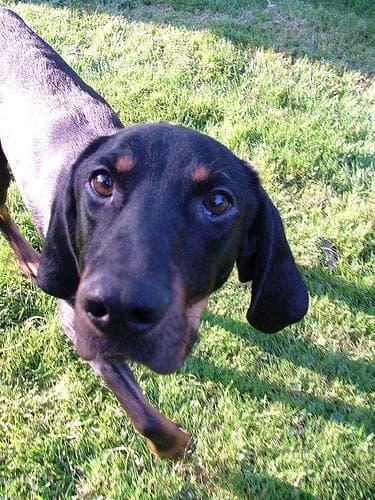 Coonhound