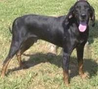 Coonhound