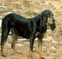 Coonhound
