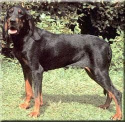 Coonhound