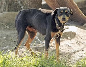 Coonhound