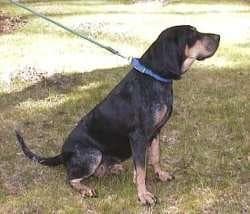 Coonhound