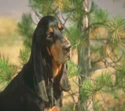 Coonhound