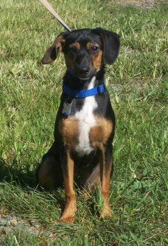 Coonhound