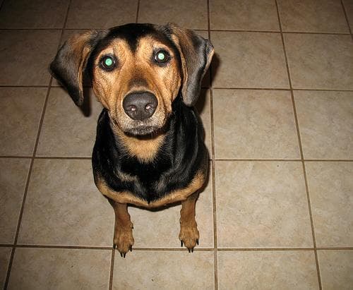Coonhound