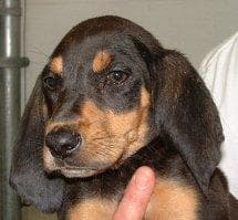 Coonhound
