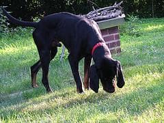 Coonhound