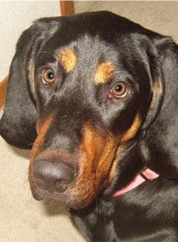 Coonhound