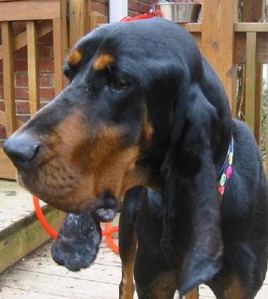 Coonhound