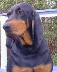 Coonhound