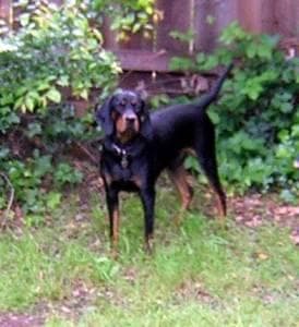 Coonhound