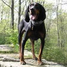 Coonhound