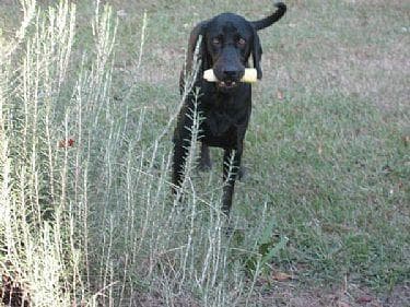 Coonhound