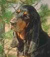Coonhound