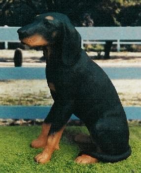 Coonhound