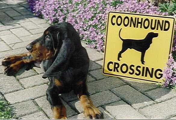Coonhound