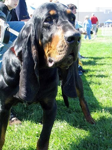 Coonhound