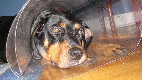 Coonhound
