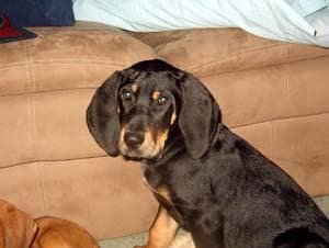 Coonhound