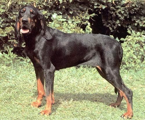 Coonhound