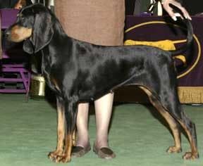 Coonhound