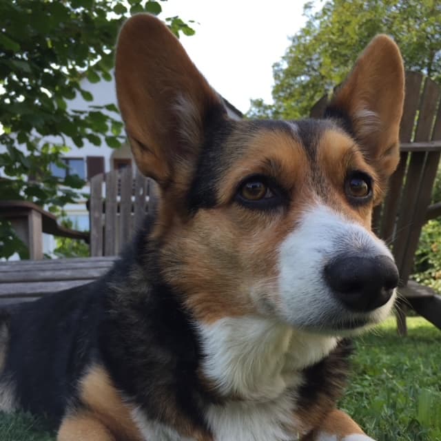 Cardigan Welsh Corgi