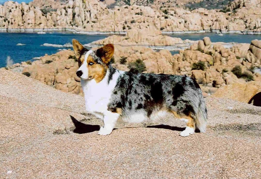 Cardigan Welsh Corgi