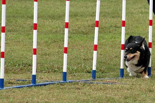 Cardigan Welsh Corgi