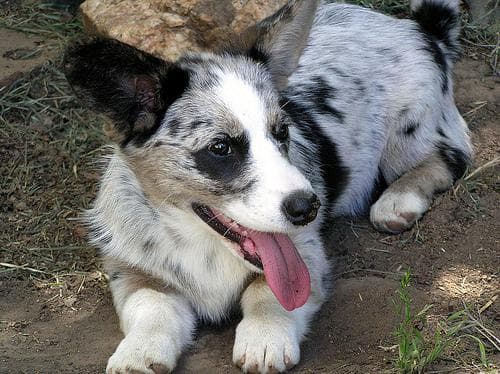 Cardigan Welsh Corgi